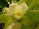 Orchideen im Garten Lancaster