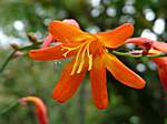 Orchideen im Garten Lancaster