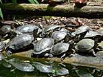 Zoo Ave .. Schildkröten