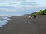 selbst den Kühen gefällt es am Strand