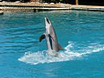 Flipper lebt noch !!