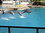 hier Flipper mit seinen Freunden