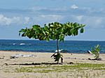 Stilleben am Strand