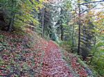 Waldweg am zweiten Tag - der zweite Tag führte uns vom Pflegersee nach St. Martin