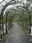 Laubengang im Garten - auf dem Weg zur blauen Grotte