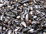 Muscheln am Strand