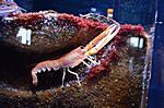 Eindrücke im Oceaneum / Stralsund