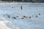 Strand in Globe - an der Schaabe