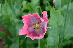 Mohnblte Germerode 2016