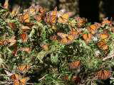 08_mariposas
